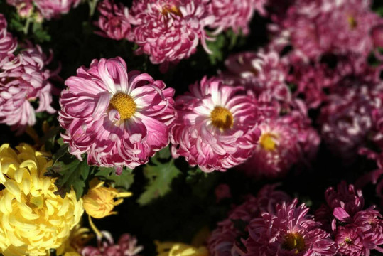 菊花