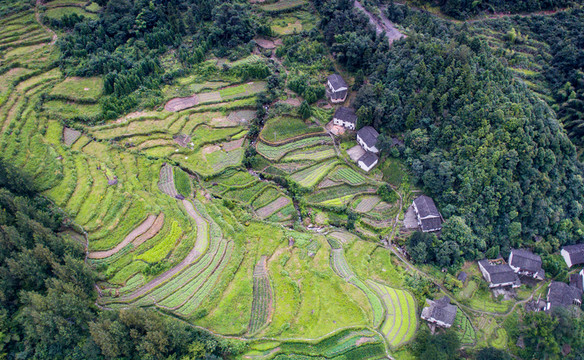 羅家梯田
