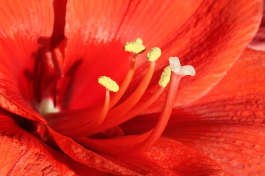 紅孤挺花