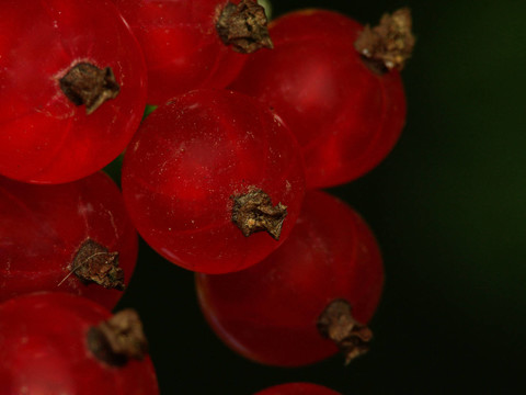 紅醋栗