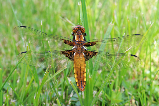 女plattbauchlibelle