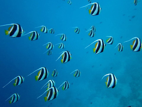 wimpelfisch