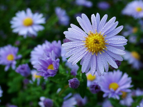 紫菀