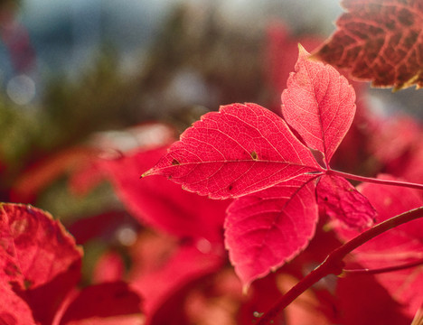紅葉