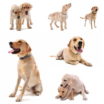 狗