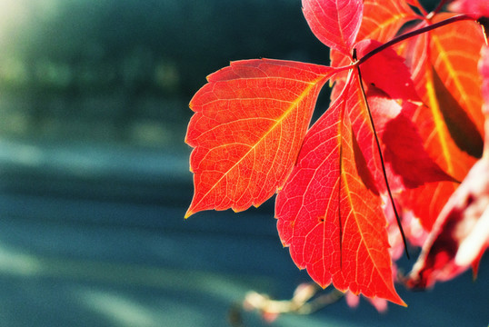紅葉