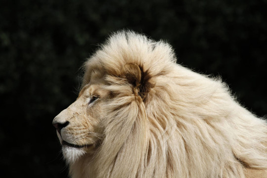 獅子