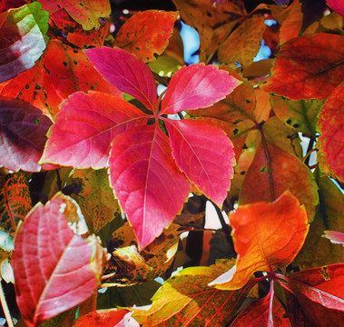紅葉