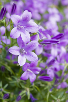 mogentau草甸紫色花