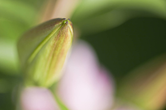芽的細節(jié)01