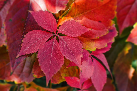 紅葉