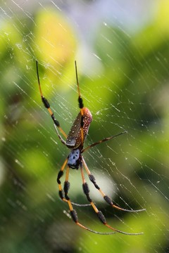 orbspider