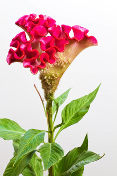 雞冠花
