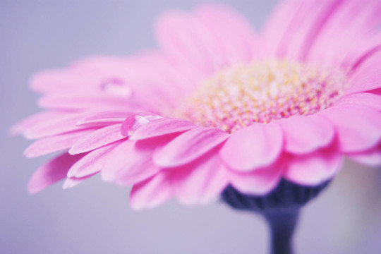 粉色非洲菊