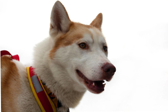 Huskie