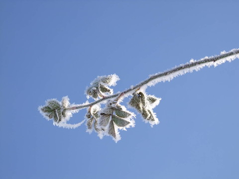 羅森
