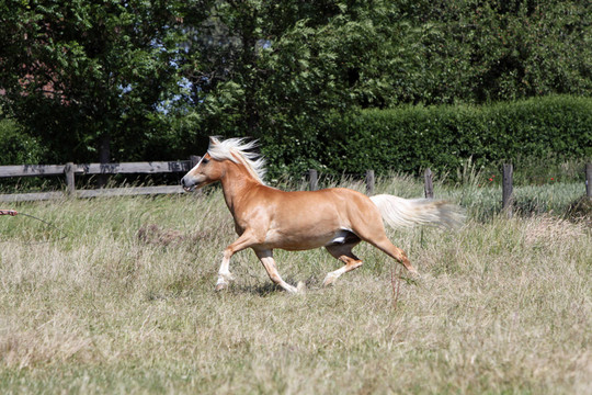 在一個牧場的Haflinger