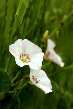 田旋花