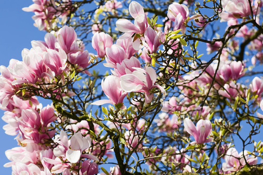 magnolienblte