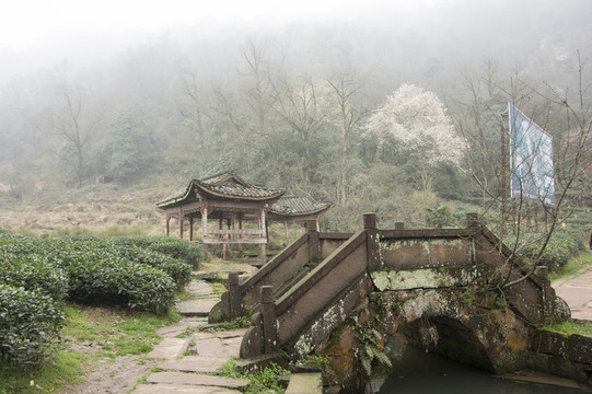 蒙頂山