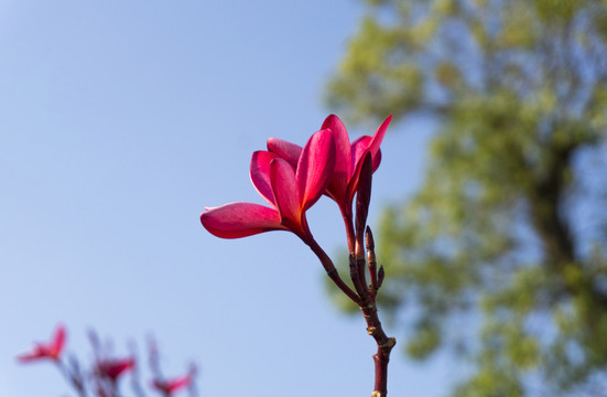 紅色雞蛋花