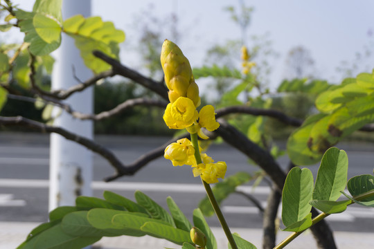 翅莢決明花