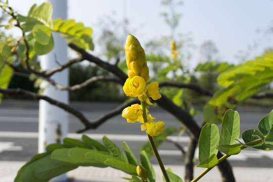 翅莢決明花