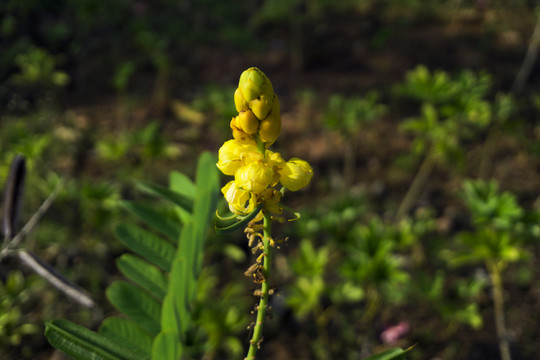 翅莢決明花