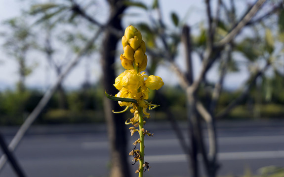 翅莢決明花