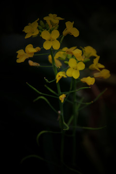 油菜花