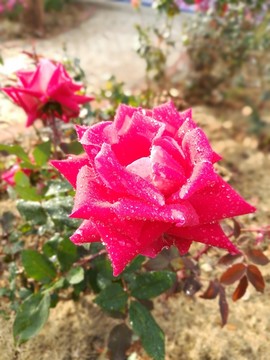 紅色玫瑰花
