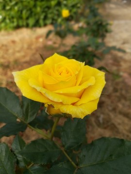 黃色玫瑰花