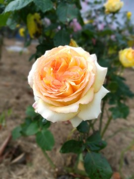 黃色玫瑰花