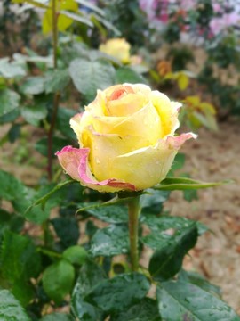黃色玫瑰花