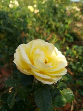 黃色玫瑰花