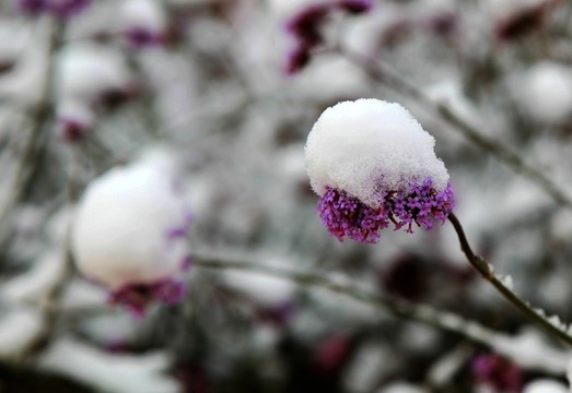 雪景 雪花 植物 花卉