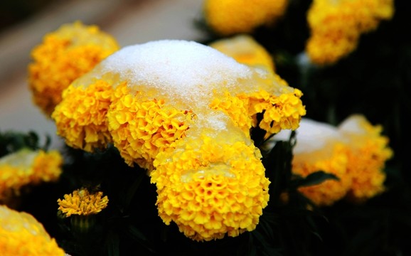 雪景 雪花 植物 花卉