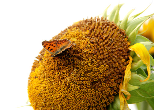 蝶花戀