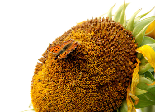 蝶花戀