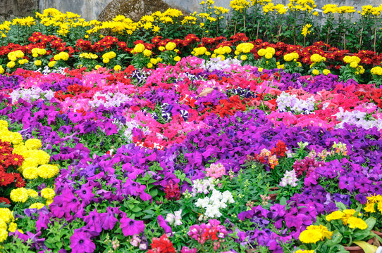 春節(jié)花壇