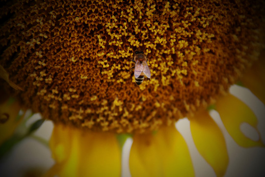 蜂花戀