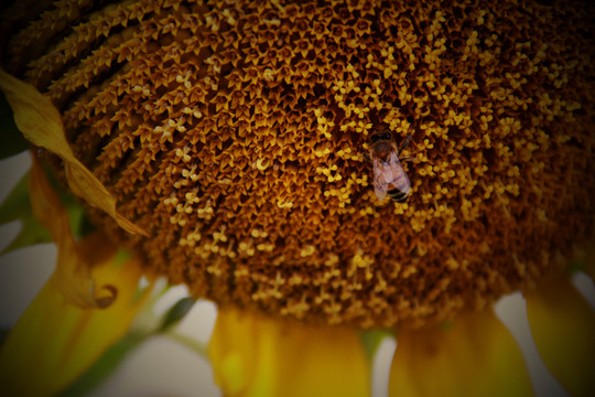 蜂花戀