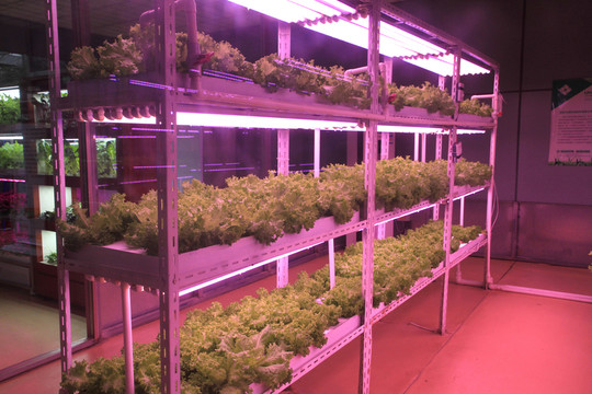 蔬菜工廠