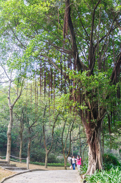 石景山公園景色