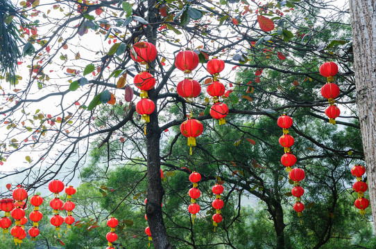 紅燈籠