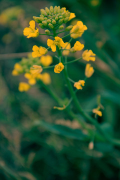 油菜花