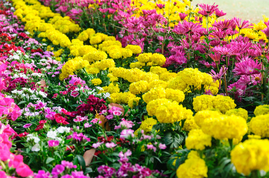 花丛