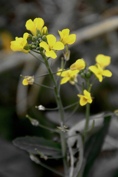 油菜花