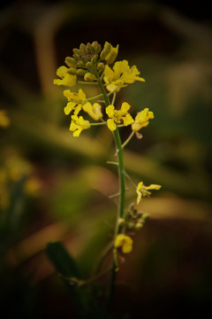 油菜花