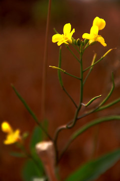 油菜花